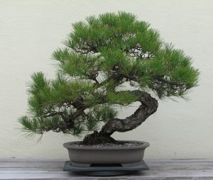 japanese_black_pine_1936-2007